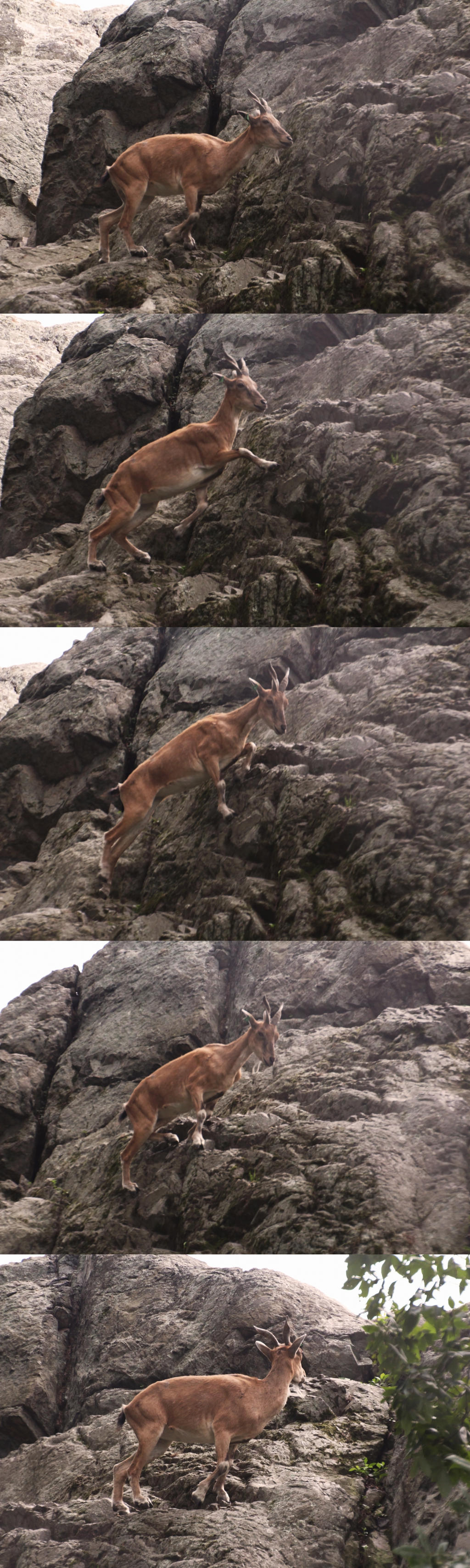 Action Series 2: Female Markhor Climbing Cliff