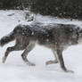 Gray Wolf Stock 40: Running in Snowstorm