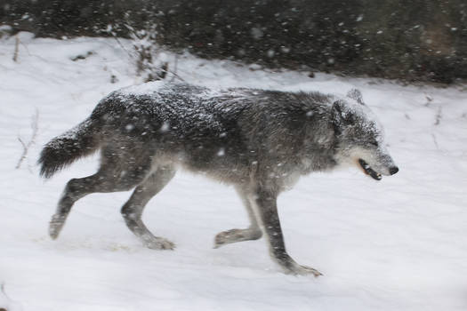 Gray Wolf Stock 40: Running in Snowstorm