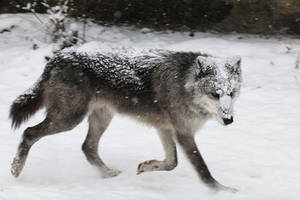 Gray Wolf Stock 41: Running in Snowstorm