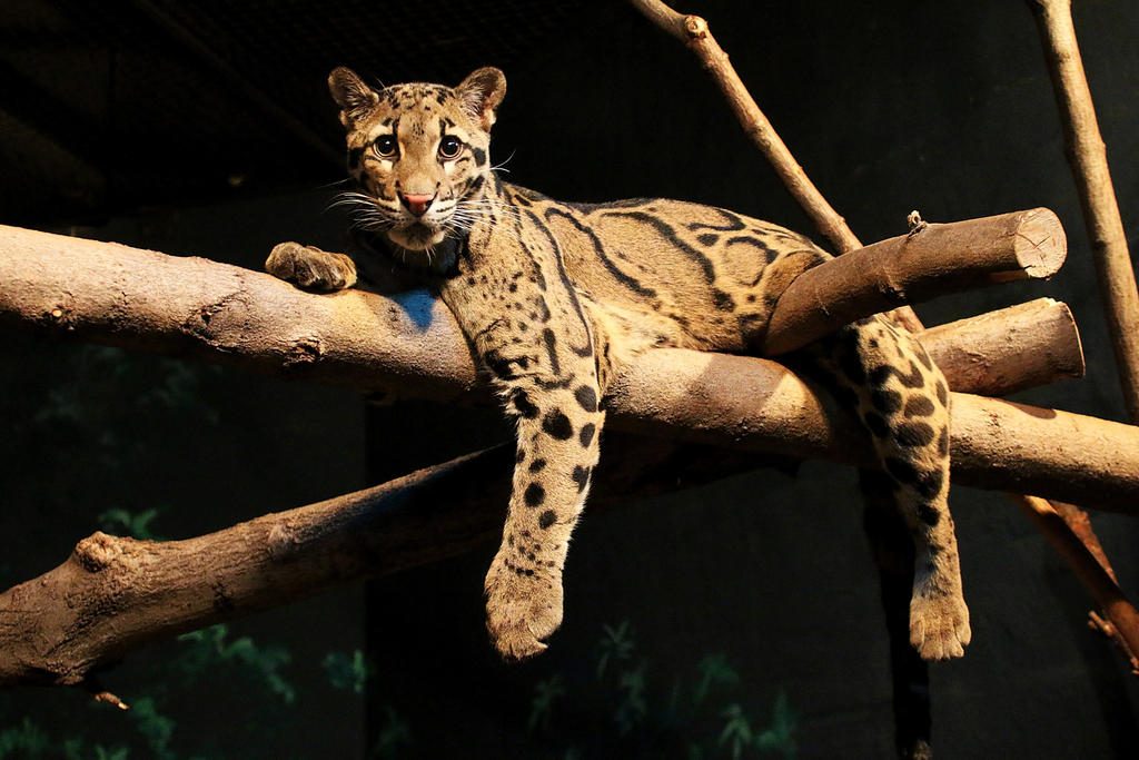 Clouded Leopard Stock 1