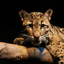 Clouded Leopard Stock 2