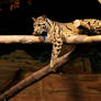 Clouded Leopard Stock 3