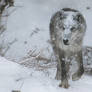 Gray Wolf Stock 42: Snowstorm
