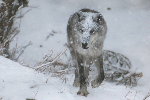 Gray Wolf Stock 42: Snowstorm