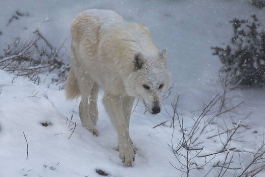Gray Wolf Stock 43: Snowstorm