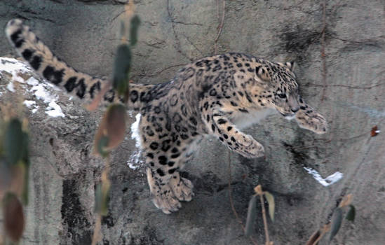 Snow Leopard Stock 46: Leaping