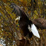 Bald Eagle Stock 5: Wings