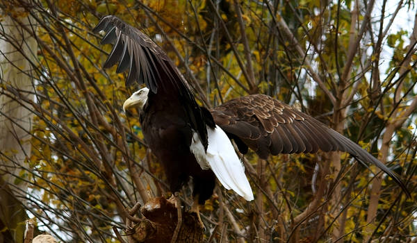 Bald Eagle Stock 5: Wings