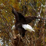 Bald Eagle Stock 6: Wings