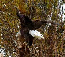 Bald Eagle Stock 6: Wings