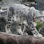Snow Leopard Stock 47