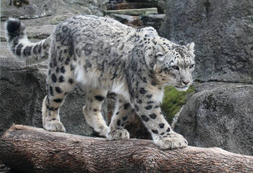 Snow Leopard Stock 47
