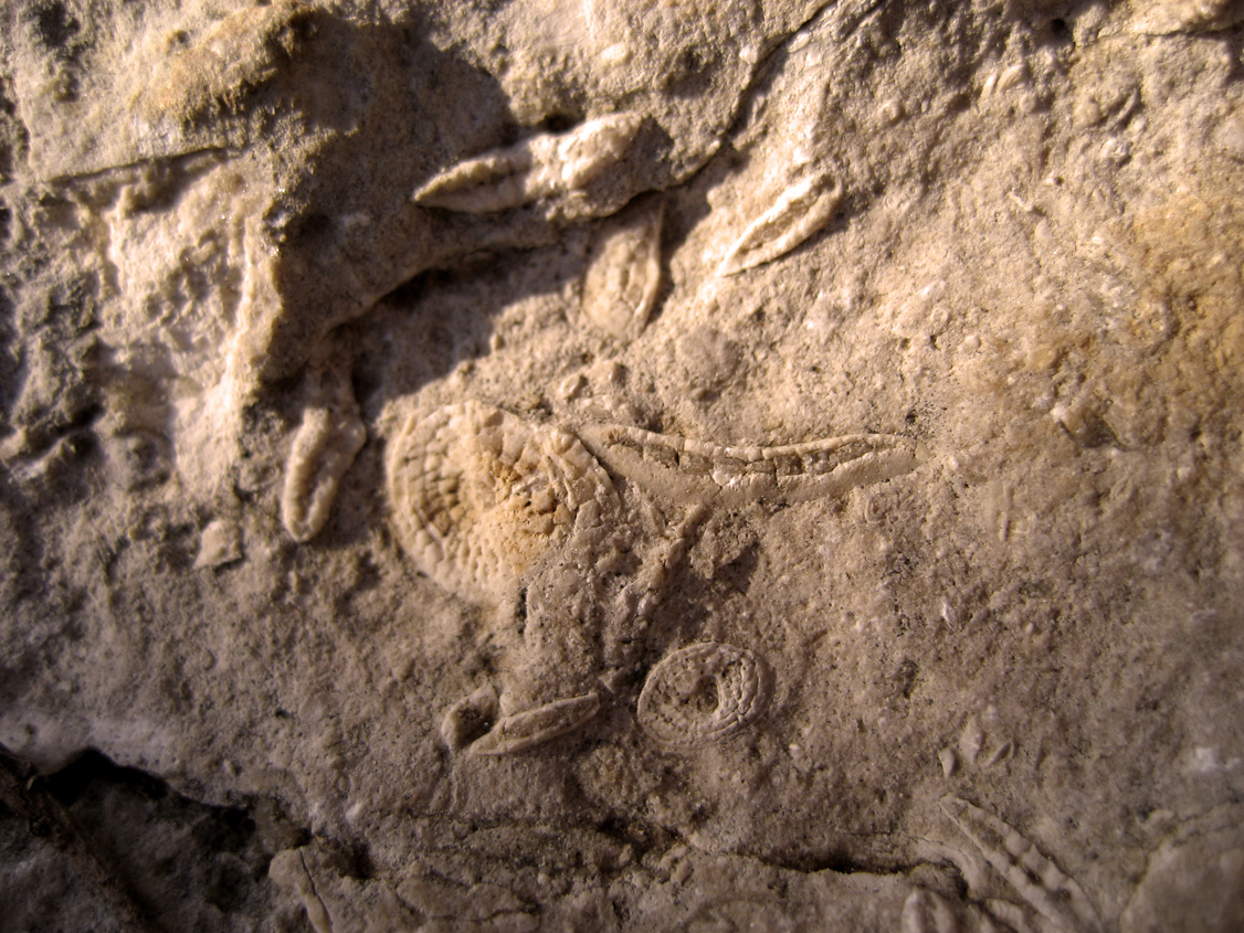 Fossils