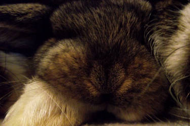 Narnia-Love User Profile | DeviantArt