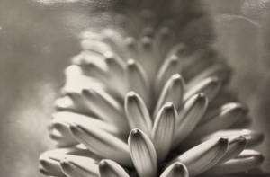 Unknown Plant #1 by CAstudios Unknown Plant #1 by CAstudios