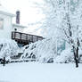 Snow-Coated Tree