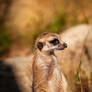 Meerkat
