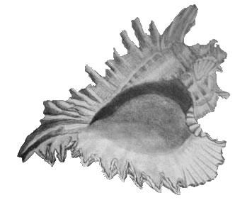 Sea shell in pencil Conch