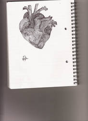 Anatomically Correct Heart.