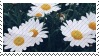 Daisies Stamp (f2u)