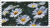 Daisies Stamp (f2u)