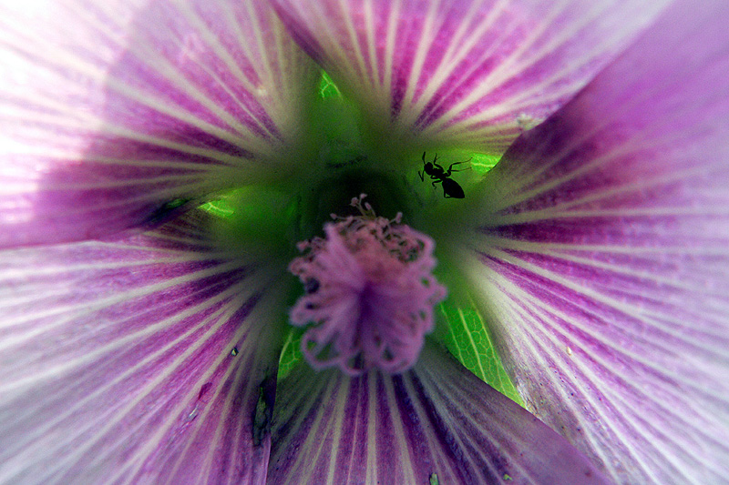 Hollyhock with Ant