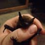 Donatello the rescued bat