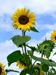 sunflowers by clandestine-stock