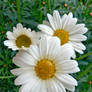daisies