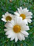 daisies by clandestine-stock