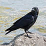 crow