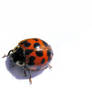 ladybug