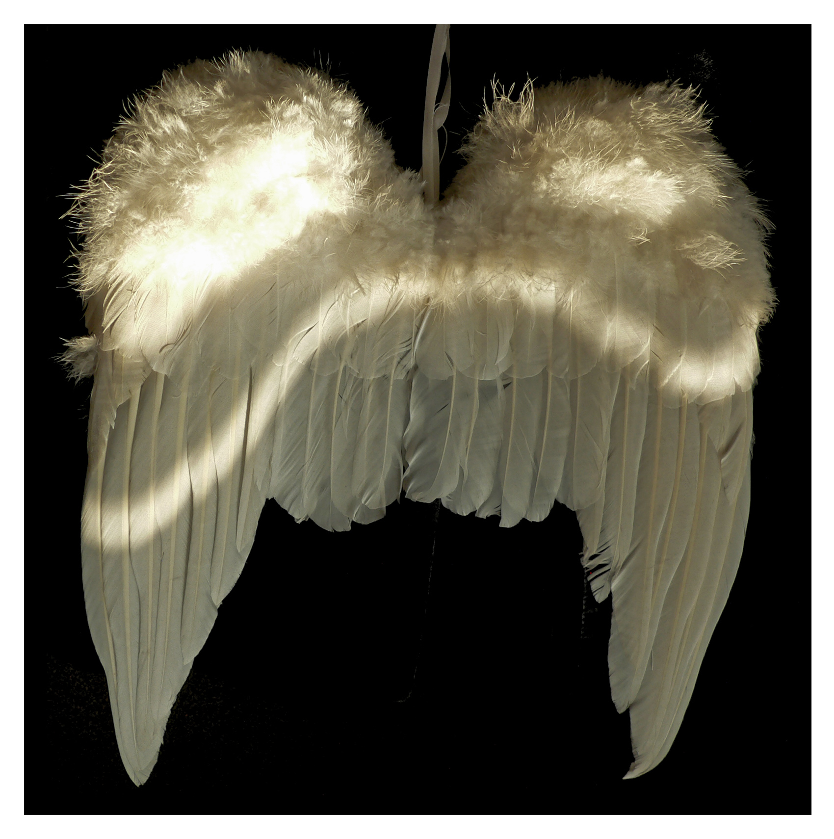 wings