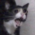 Screaming Cat Emoticon