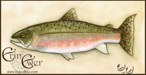 Pink Salmon