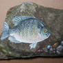 Blue Gill on Slate