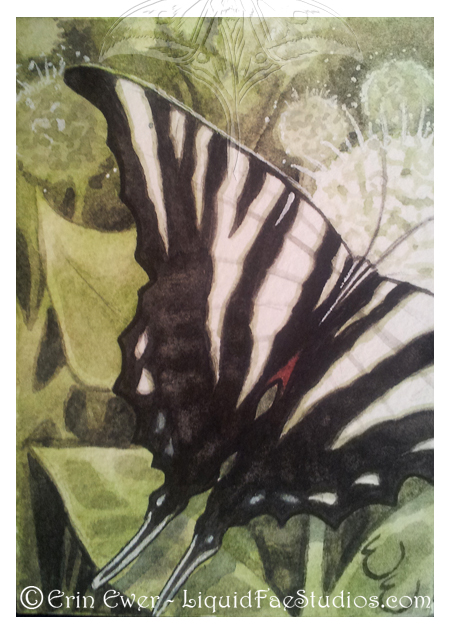 Zebra Striped Swallowtail