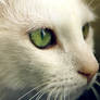 white cat - green eyes