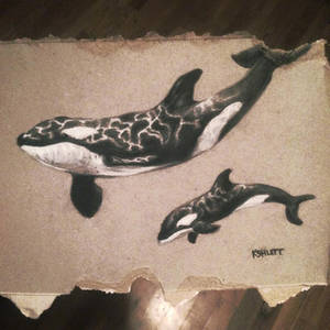 Orcas