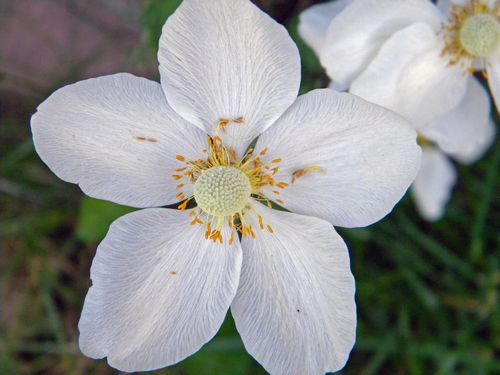 Snowdrop Anemone