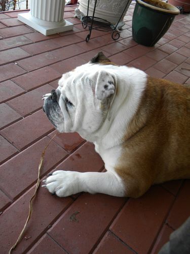 Guarding the House