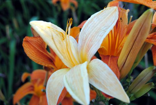 White Tiger Lily