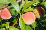 Peaches by charliemarlowe