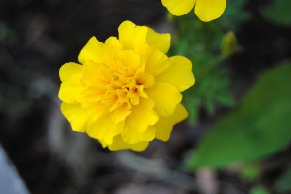 Yellow Marigold