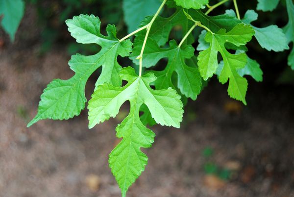 Waupaca: Red Mulberry