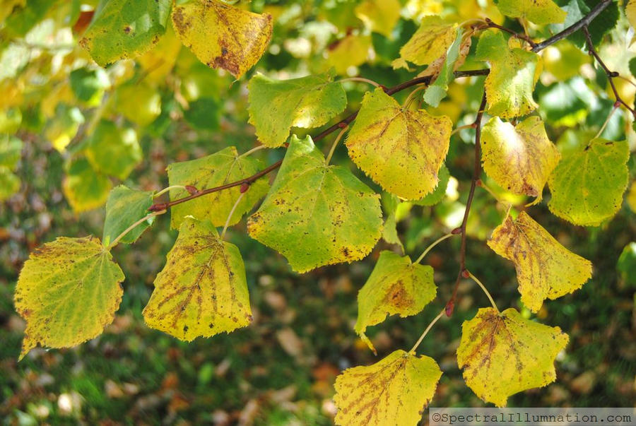 Ash Tree Leaves