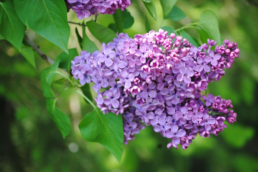 2011-05-30 Lilacs