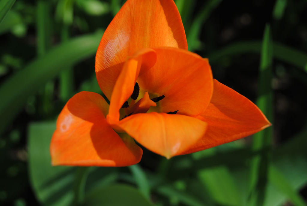 2012-04-02 Orange Tulip