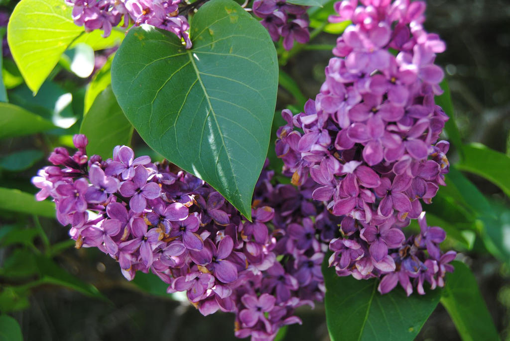 2012-05-10 Lilacs